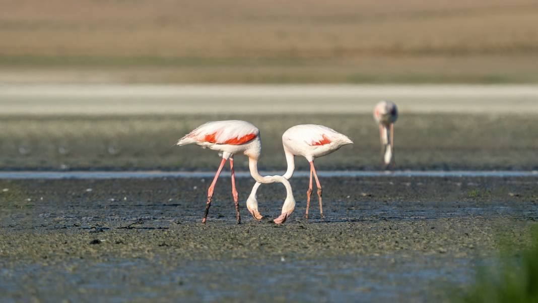 5 bin yavru flamingoyu ağırlayan ünlü gölün en büyük sorunu açıklandı 6